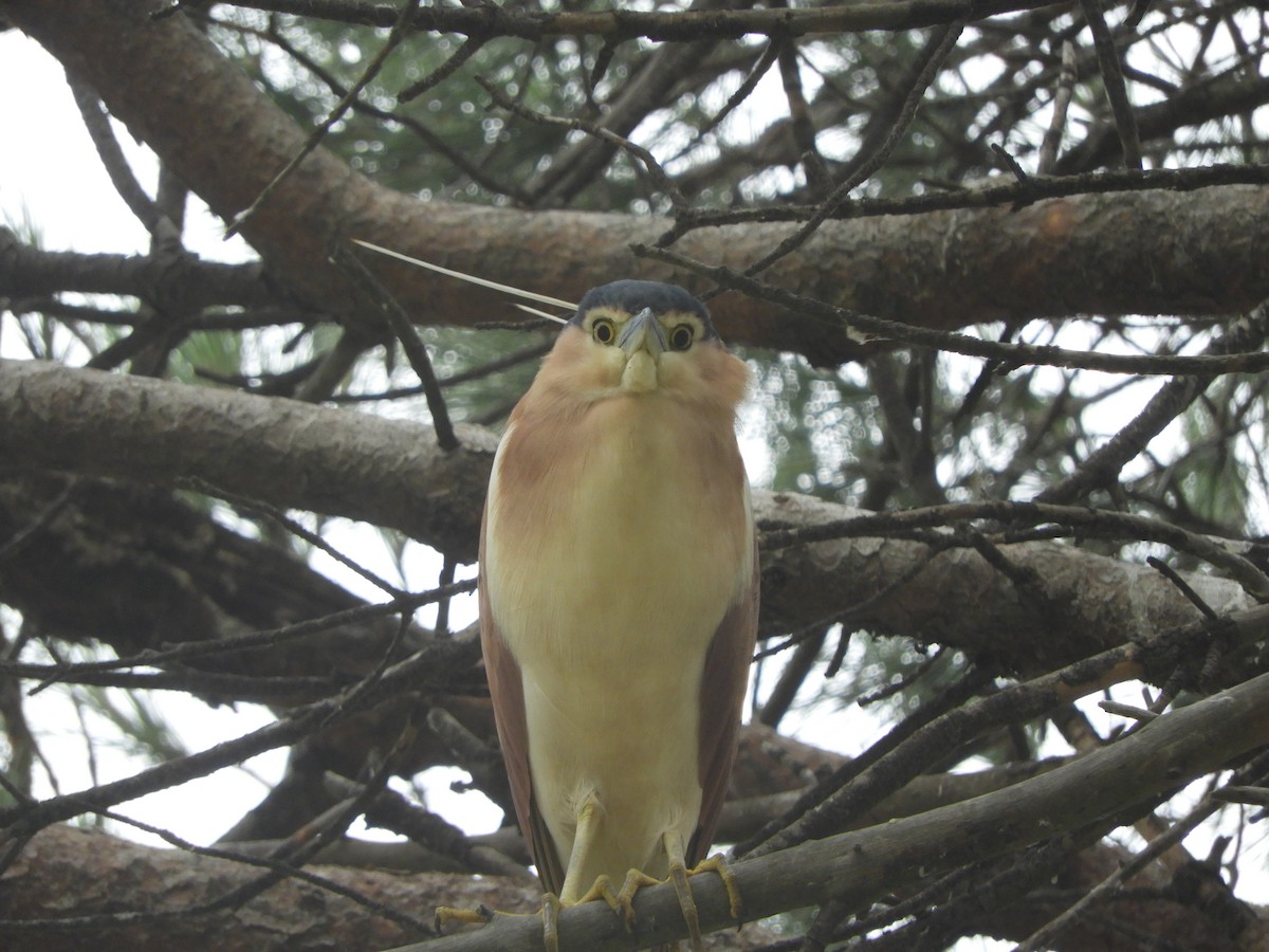 ハシブトゴイ - ML647218478