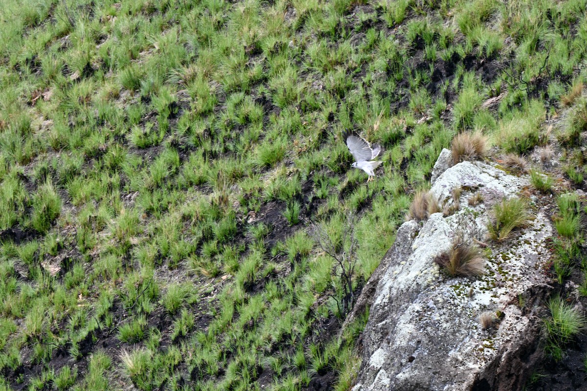 セアカノスリ - ML647218482