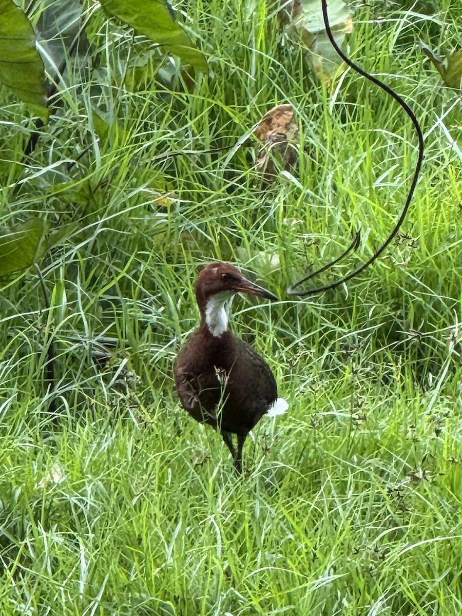 ノドジロクイナ - ML647218485