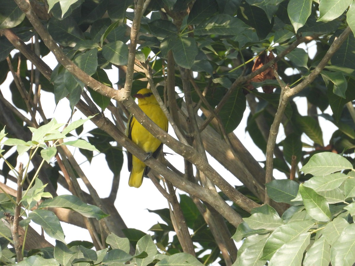 インドコウライウグイス - ML647218486