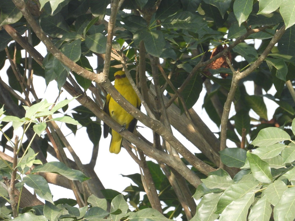 インドコウライウグイス - ML647218487