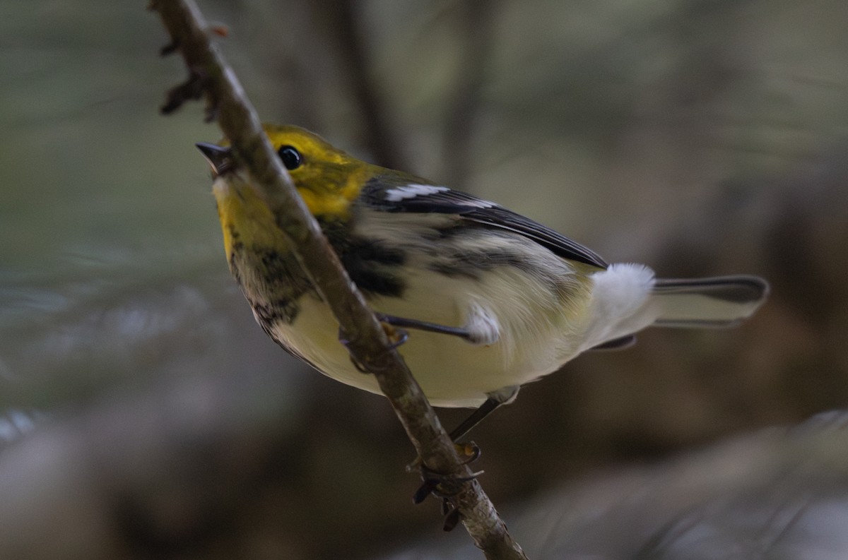 ノドグロミドリアメリカムシクイ - ML647218488