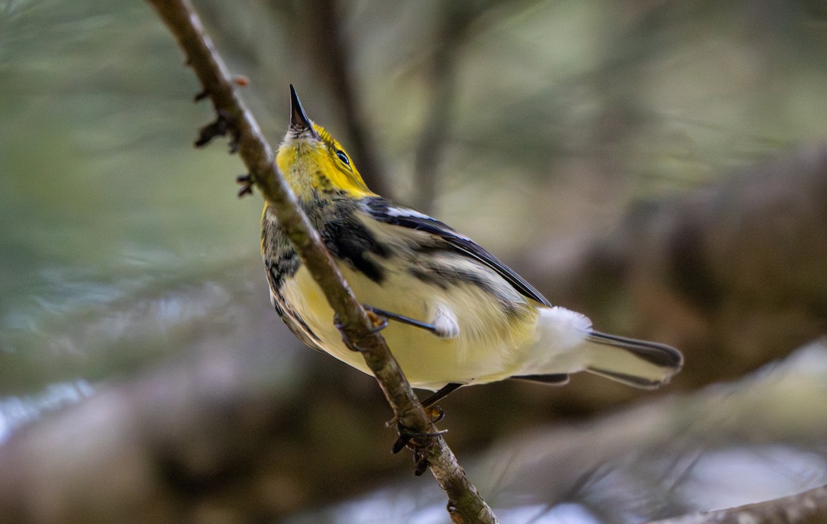 ノドグロミドリアメリカムシクイ - ML647218489