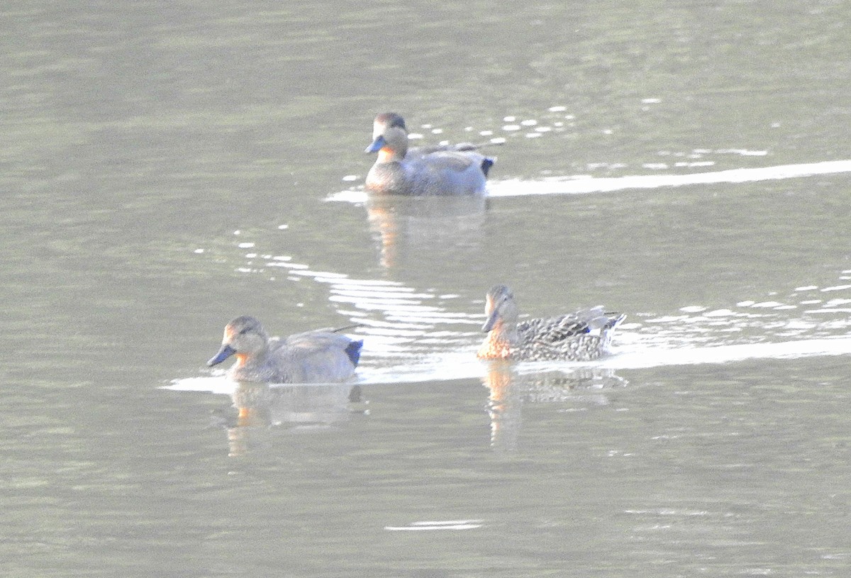 オカヨシガモ - ML647218494