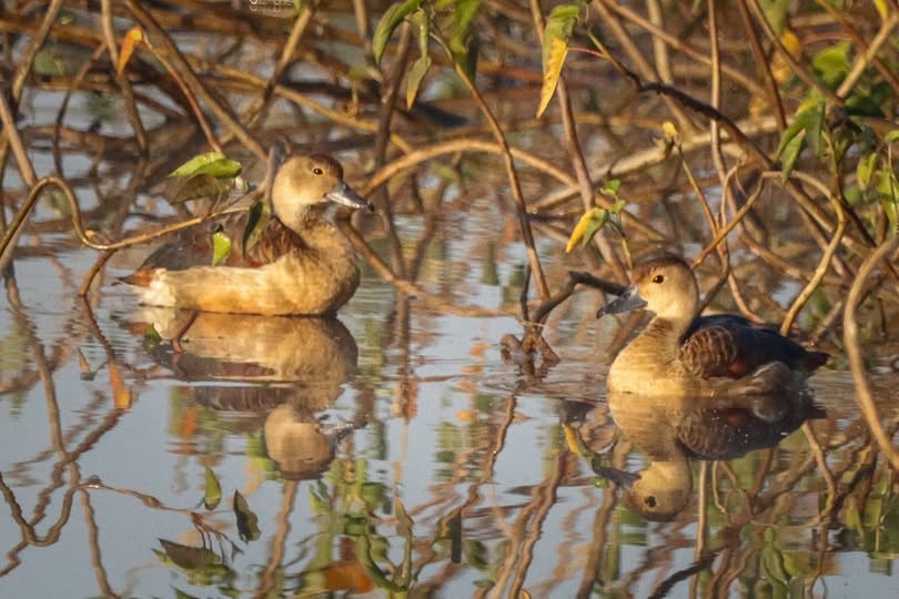 リュウキュウガモ - ML647218498