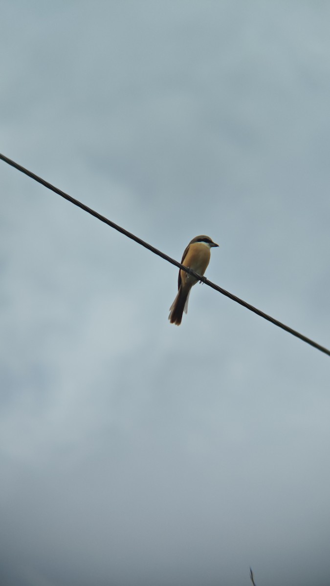 アカモズ（亜種シマアカモズ） - ML647218499