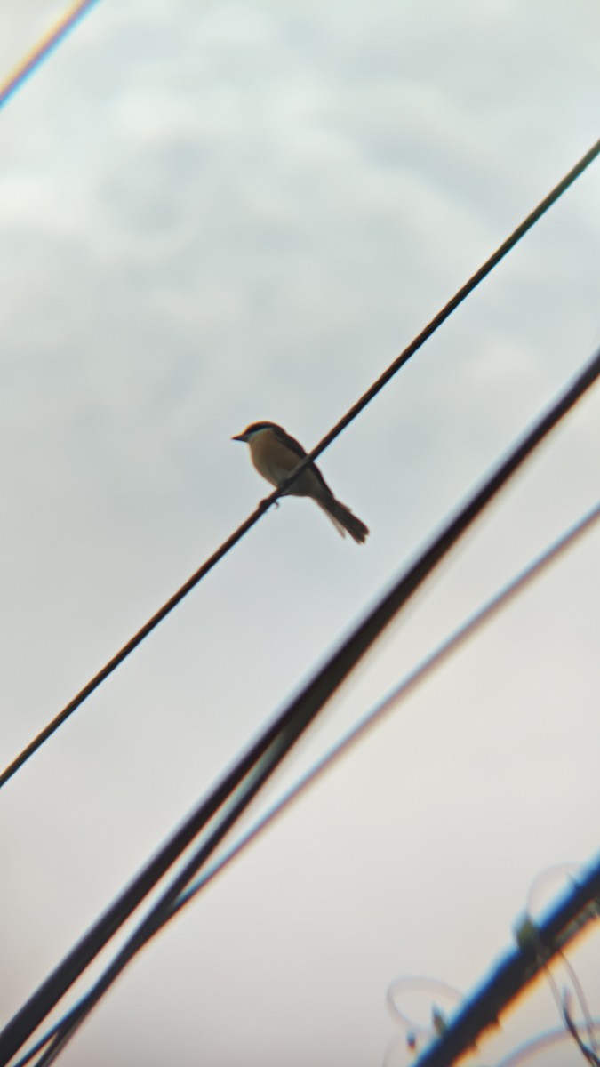 アカモズ（亜種シマアカモズ） - ML647218500