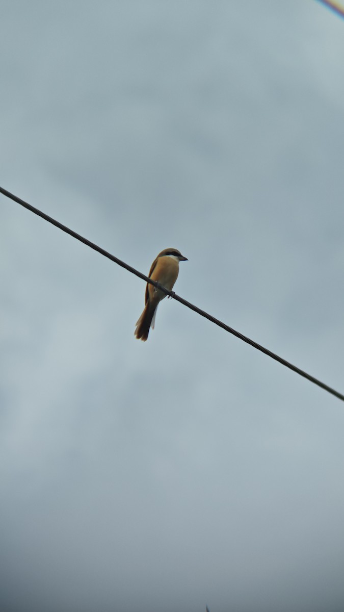 アカモズ（亜種シマアカモズ） - ML647218501