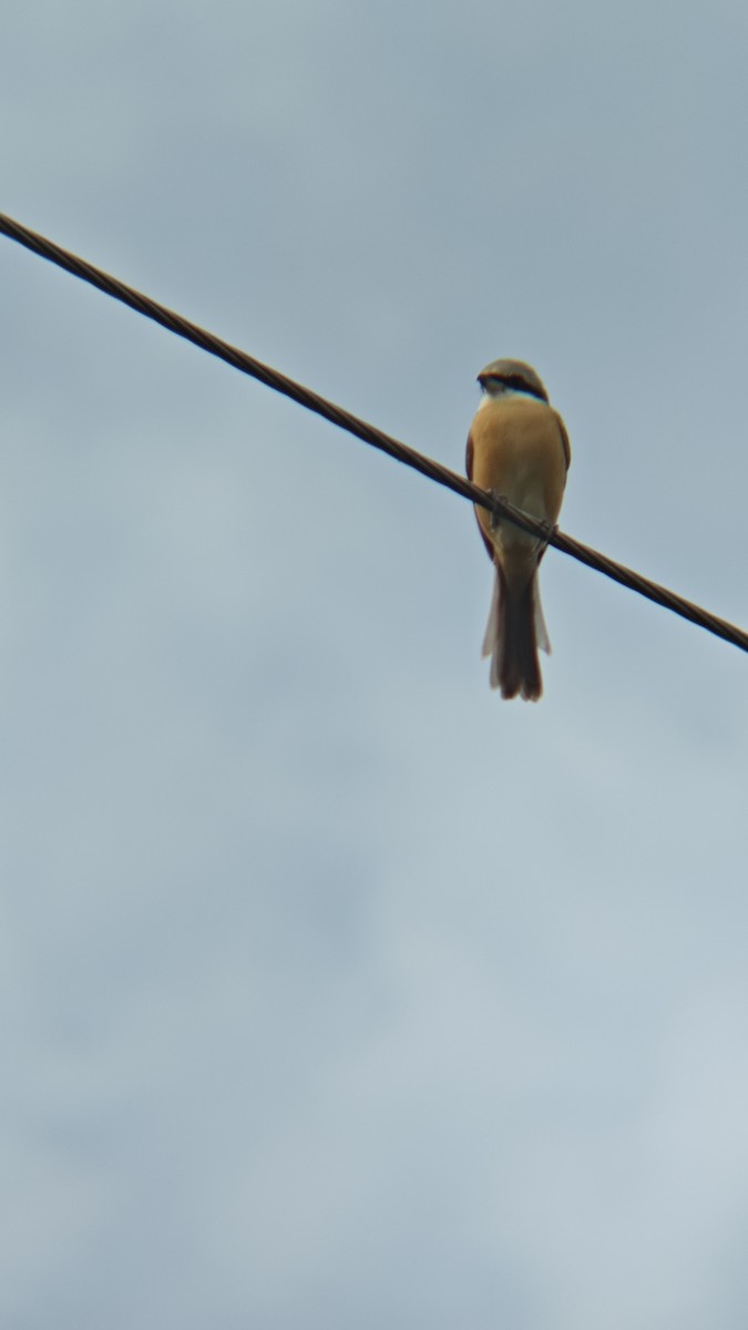 アカモズ（亜種シマアカモズ） - ML647218502