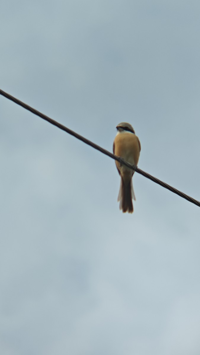 アカモズ（亜種シマアカモズ） - ML647218504