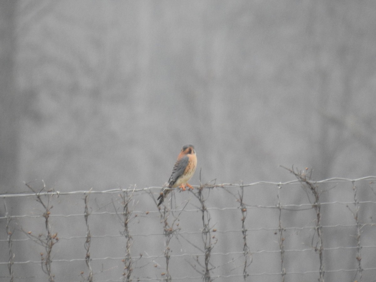 American Kestrel - ML647218507