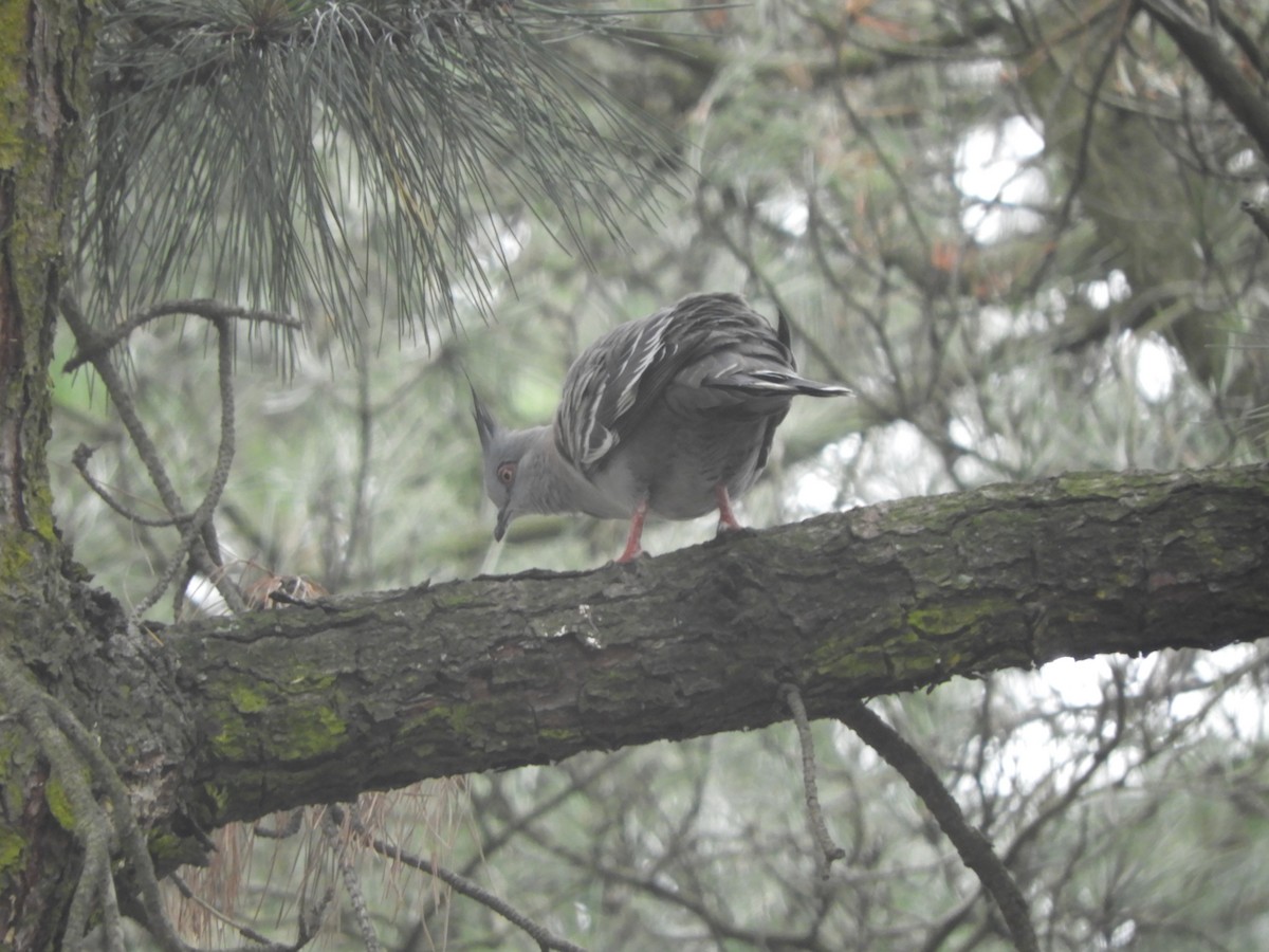 Spitzschopftaube - ML647218508