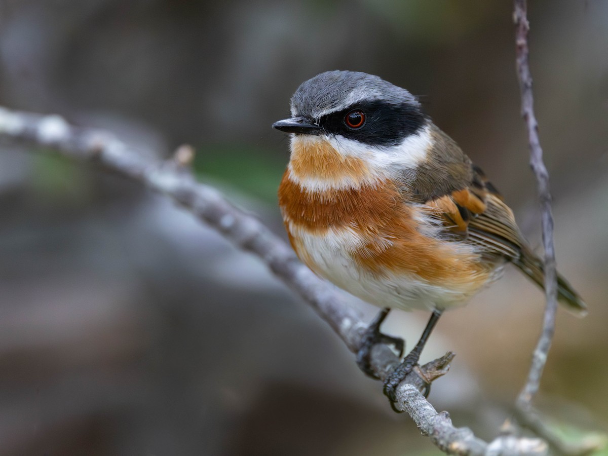 ムナグロセワタビタキ（capensis） - ML647218509