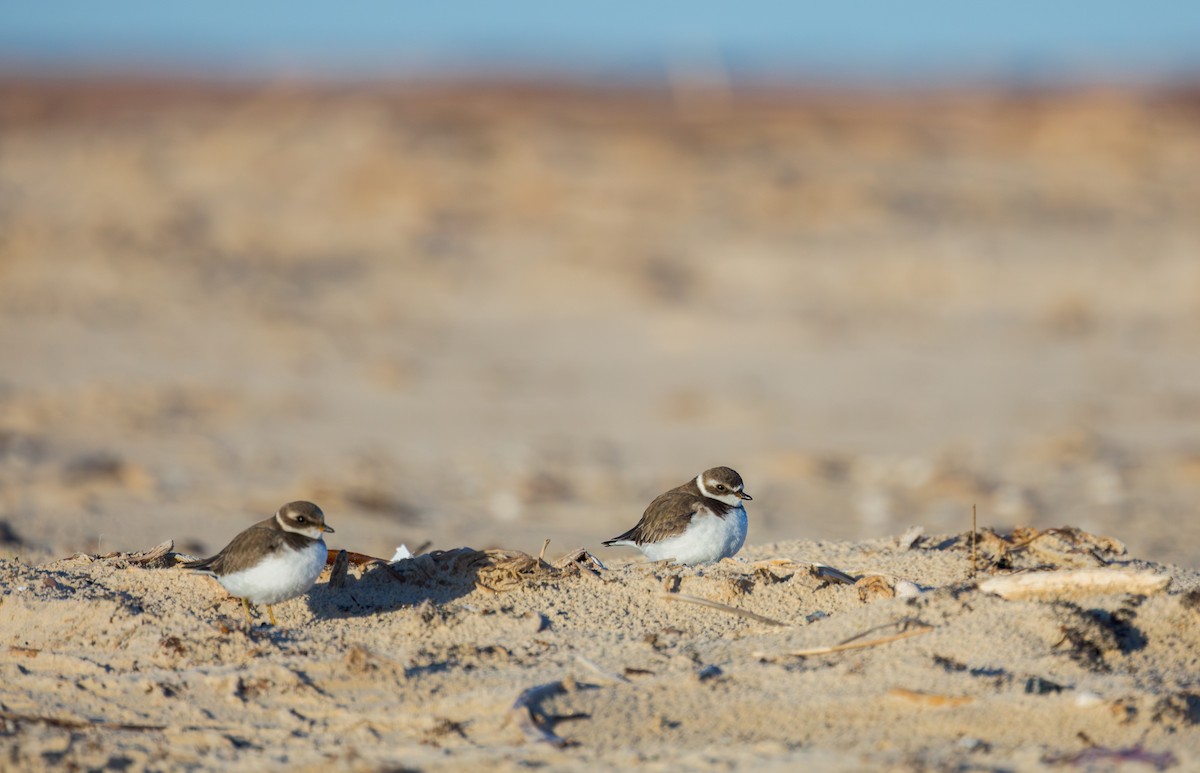Semipalmated Plover - ML647218523