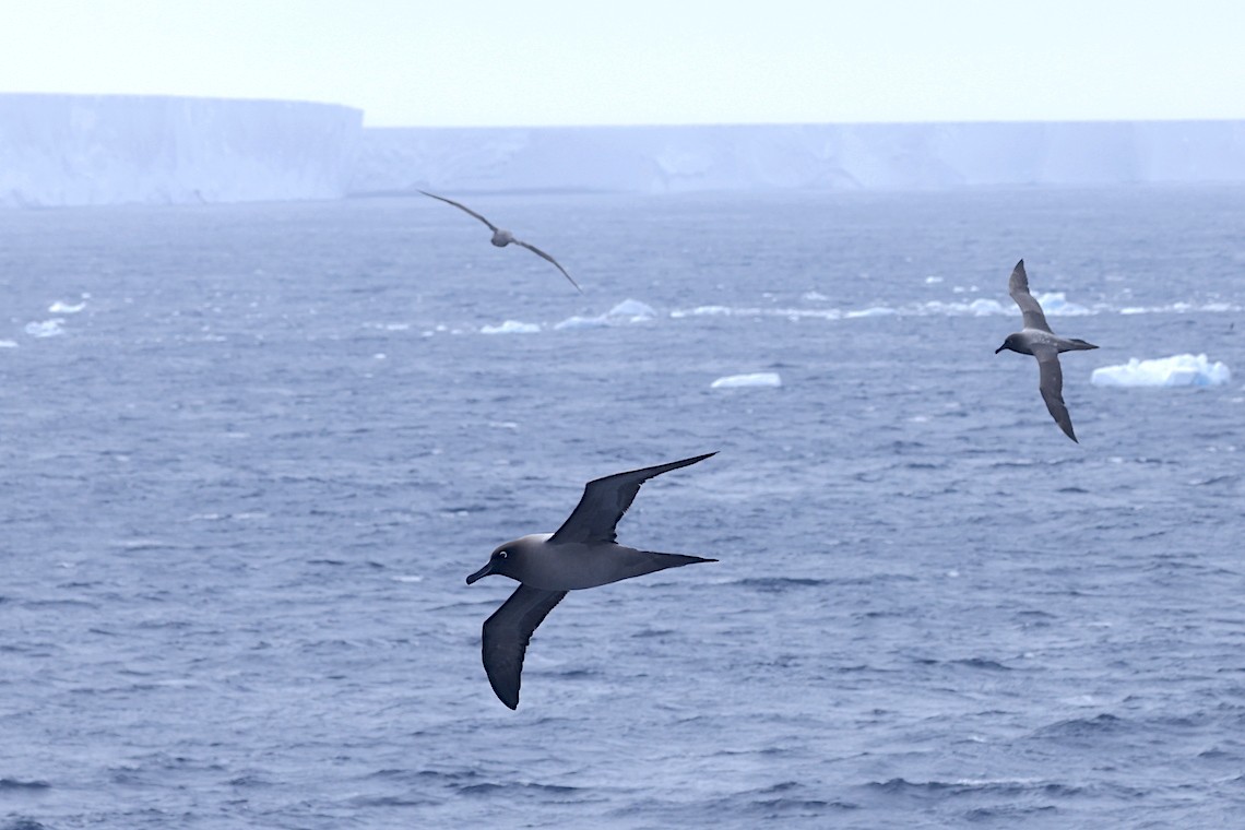 Light-mantled Albatross - ML647218527