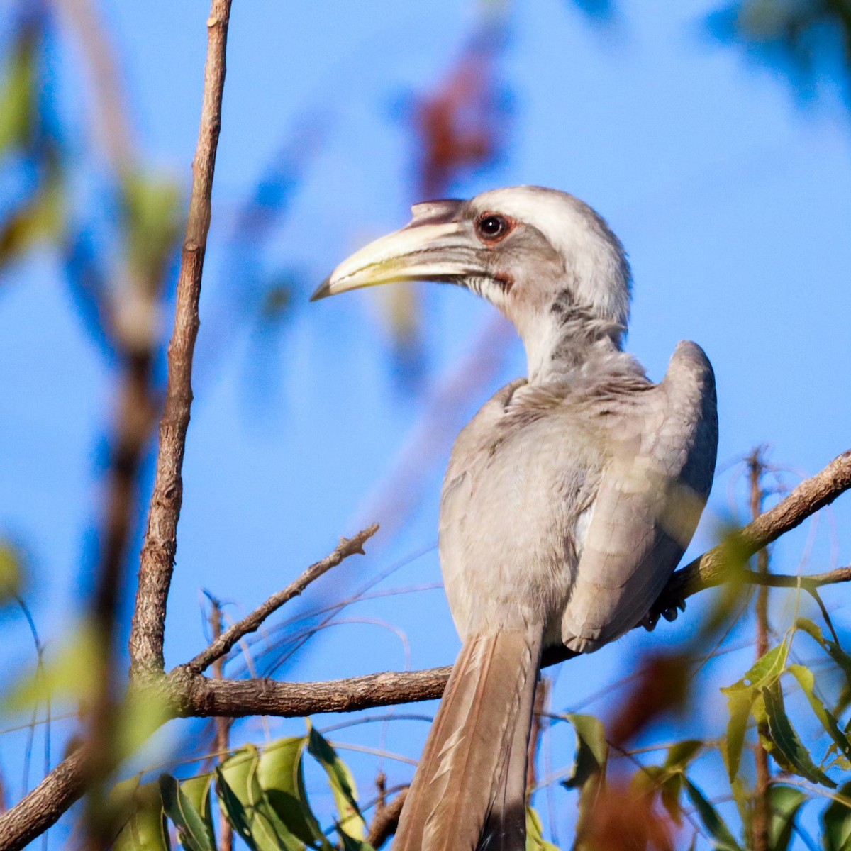 zoborožec klínoocasý - ML647218529