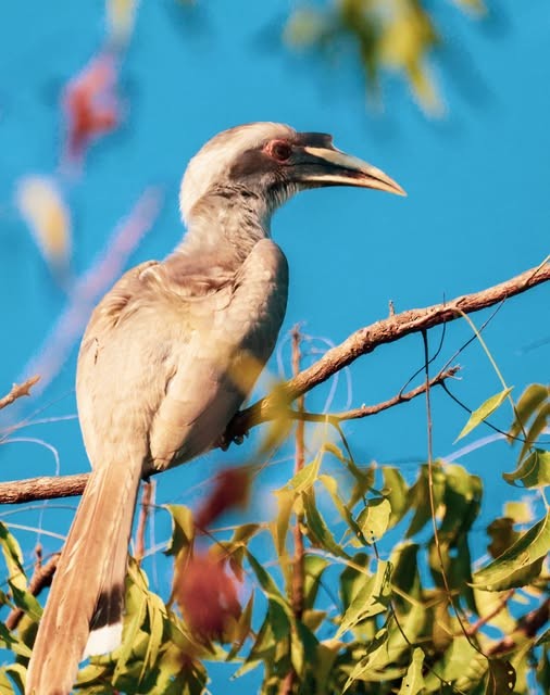 zoborožec klínoocasý - ML647218530