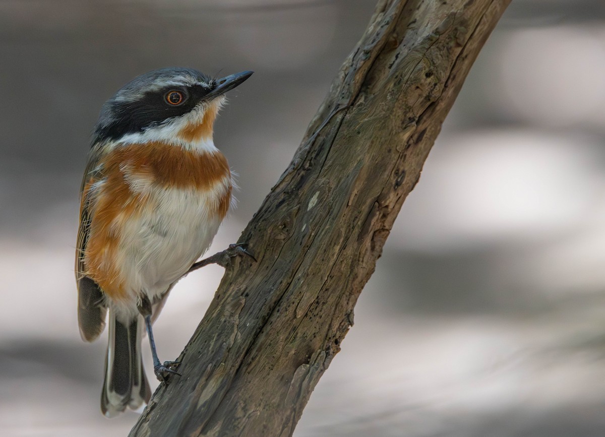 ムナグロセワタビタキ（capensis） - ML647218534