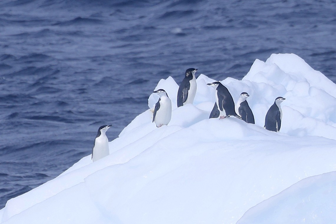 Chinstrap Penguin - ML647218536