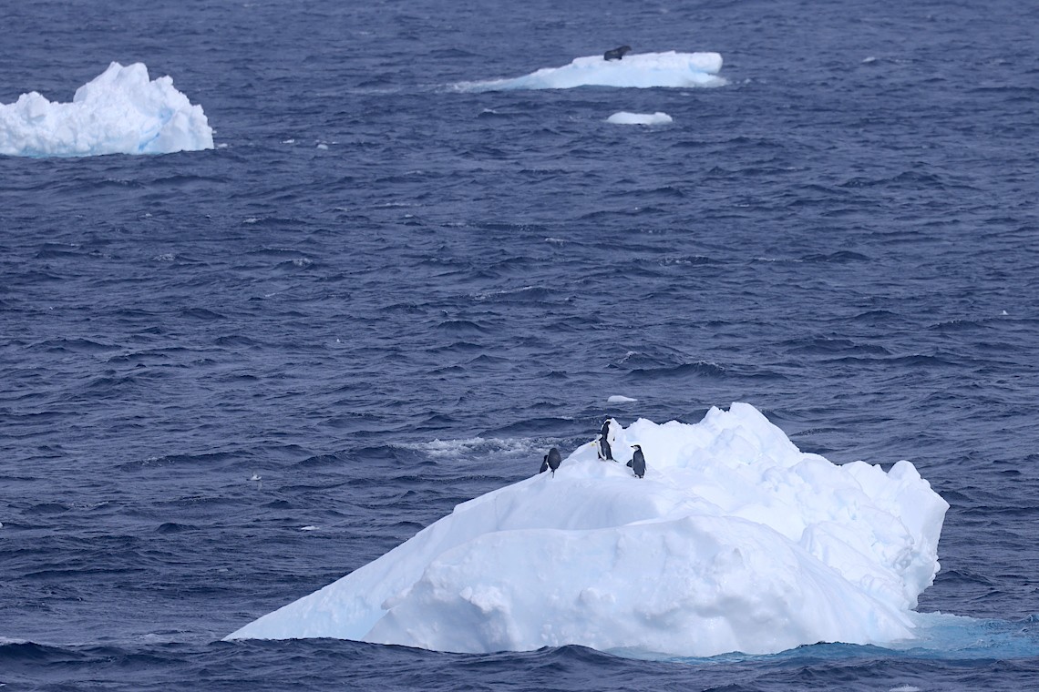 Chinstrap Penguin - ML647218537
