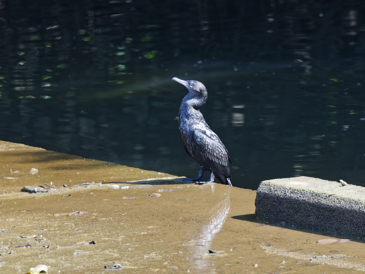 Little Black Cormorant - ML647218544