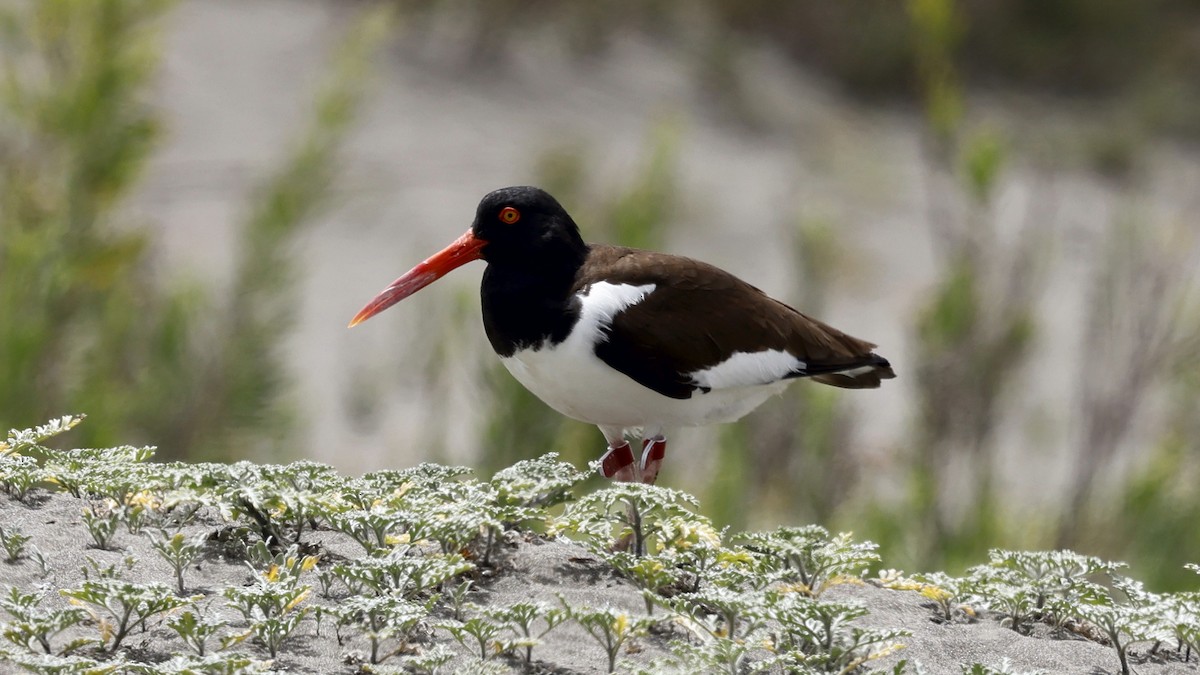 American Oystercatcher - ML647218550