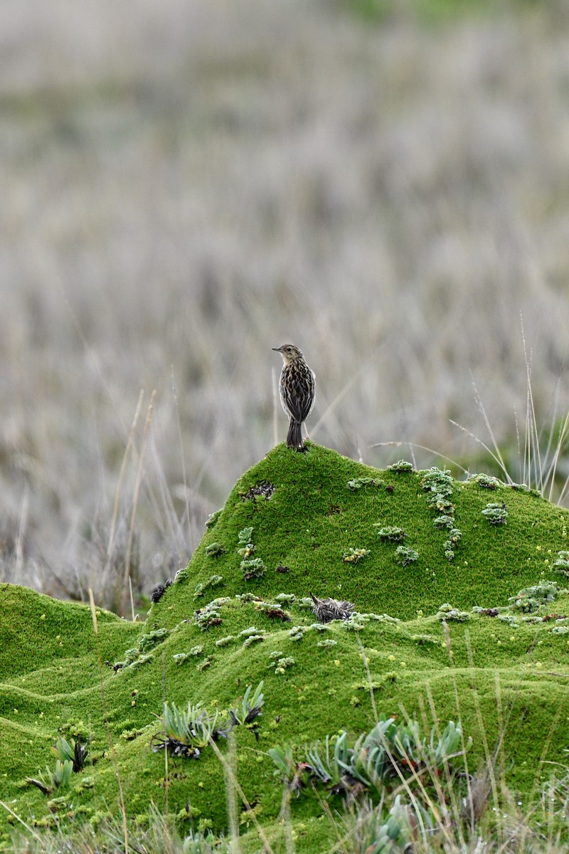 Paramo Pipit - ML647218567