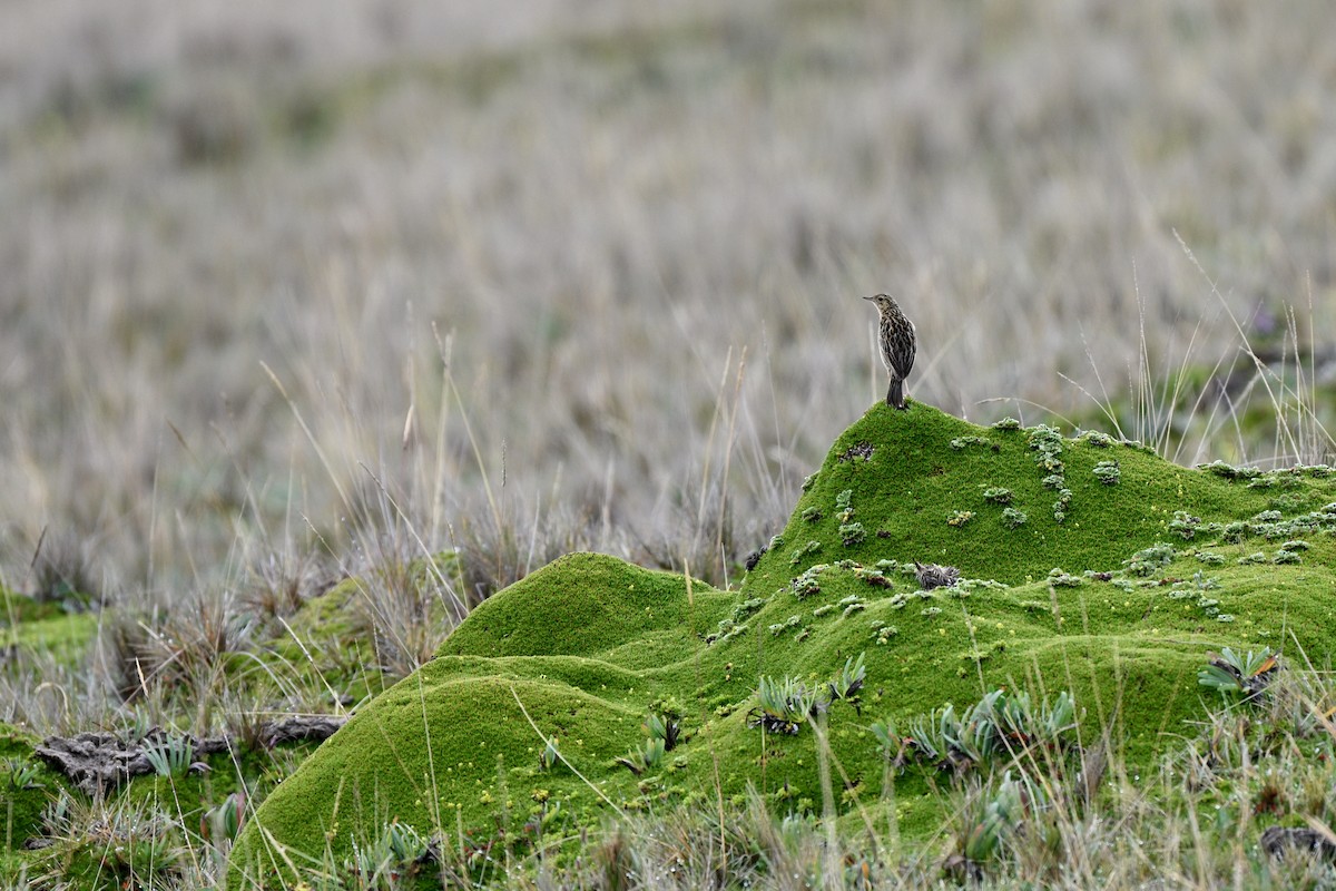 Paramo Pipit - ML647218568