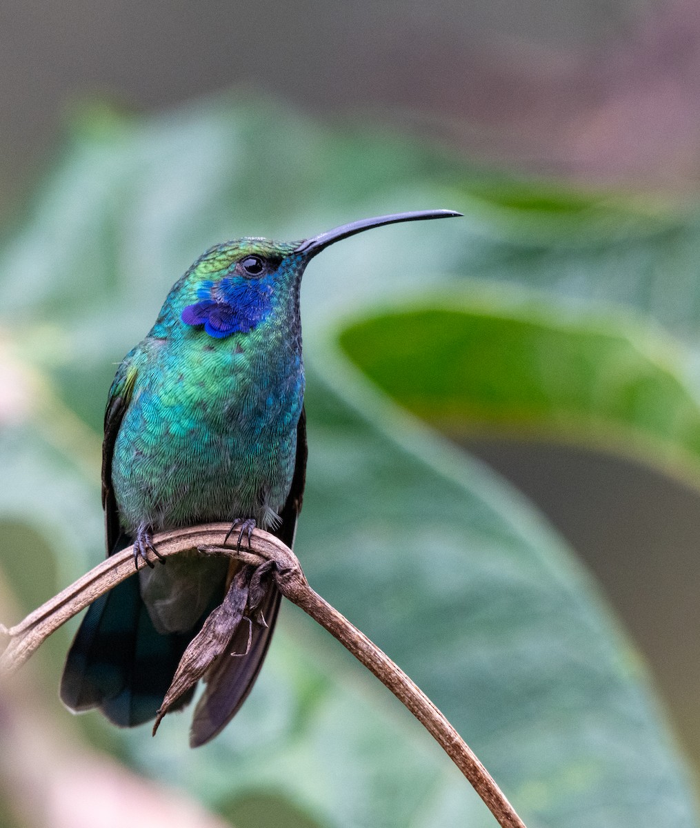 Lesser Violetear - ML647218590