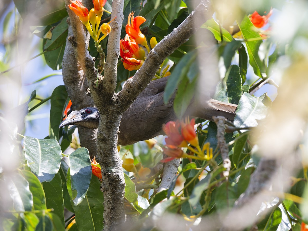 Helmeted Friarbird (Hornbill) - ML647218594