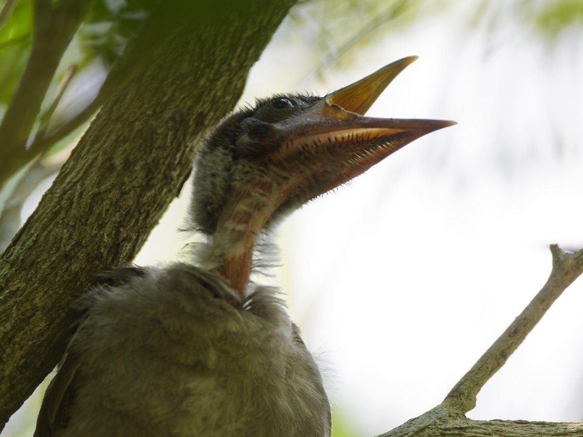 Helmeted Friarbird (Hornbill) - ML647218595