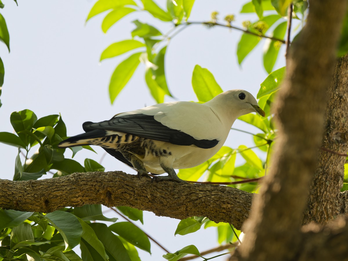 Torresian Imperial-Pigeon - ML647218601