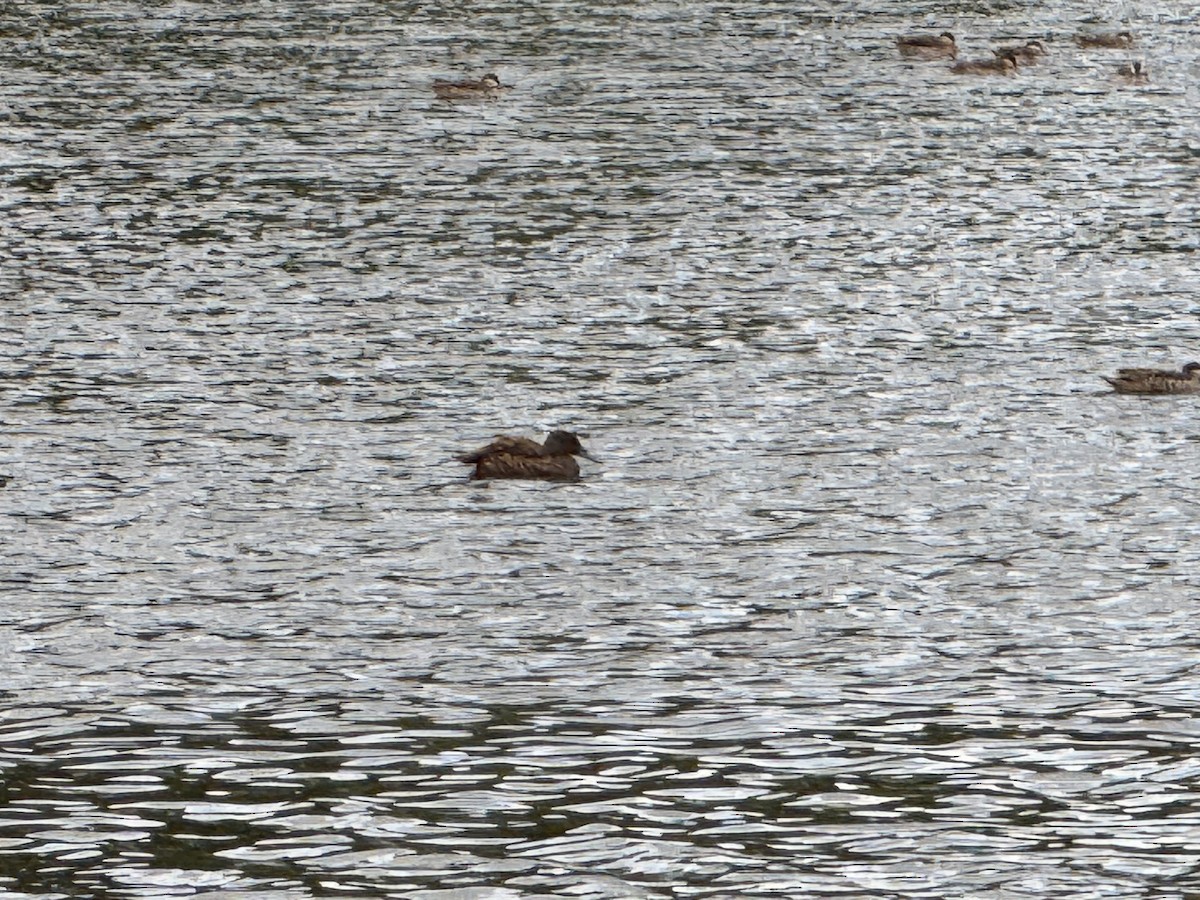 Мадагаскарская кряква - ML647218603