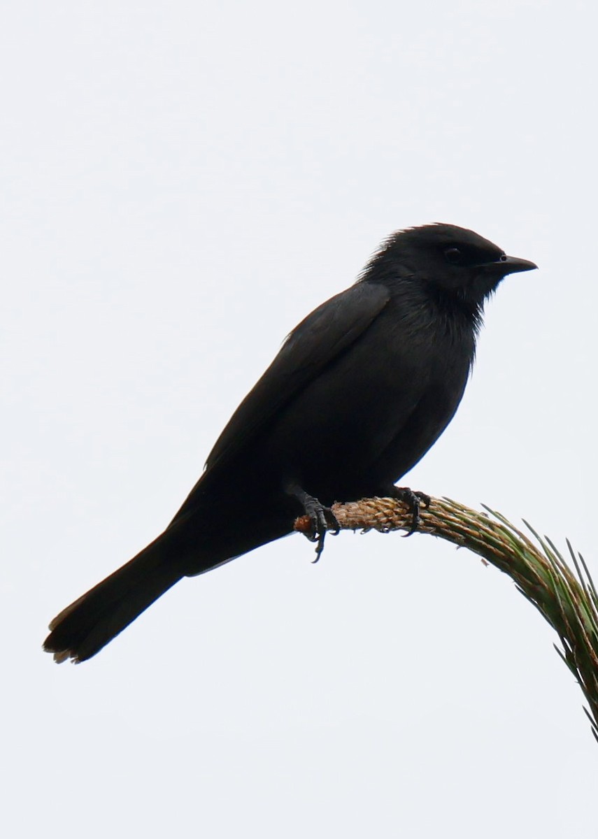 Waller's Starling - ML647218604