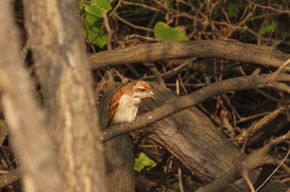 紅背伯勞 - ML647218609