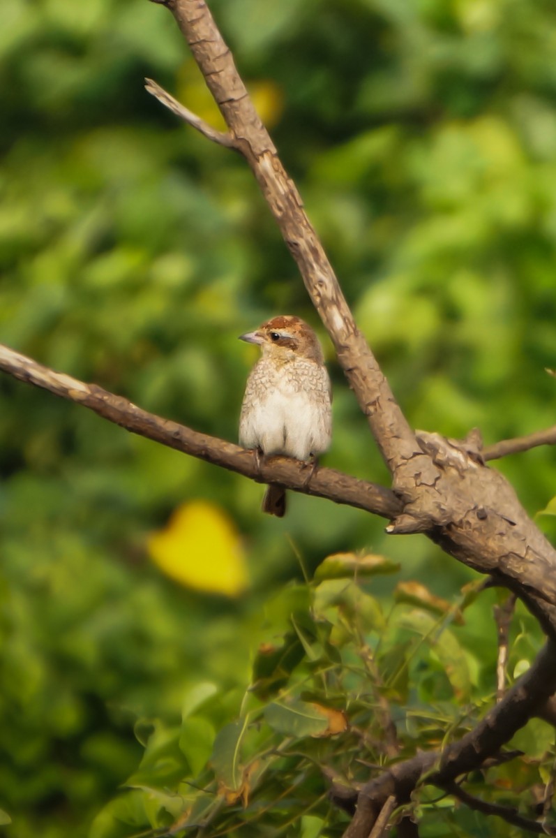 紅背伯勞 - ML647218611