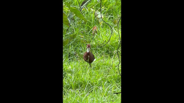 Белогорлый пастушок - ML647218628