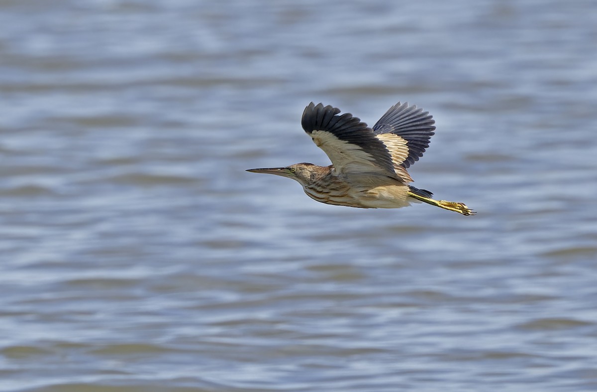 Blongios de Chine - ML647218629