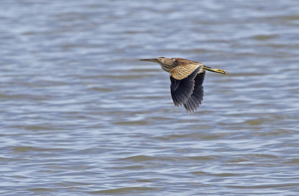 Yellow Bittern - ML647218630