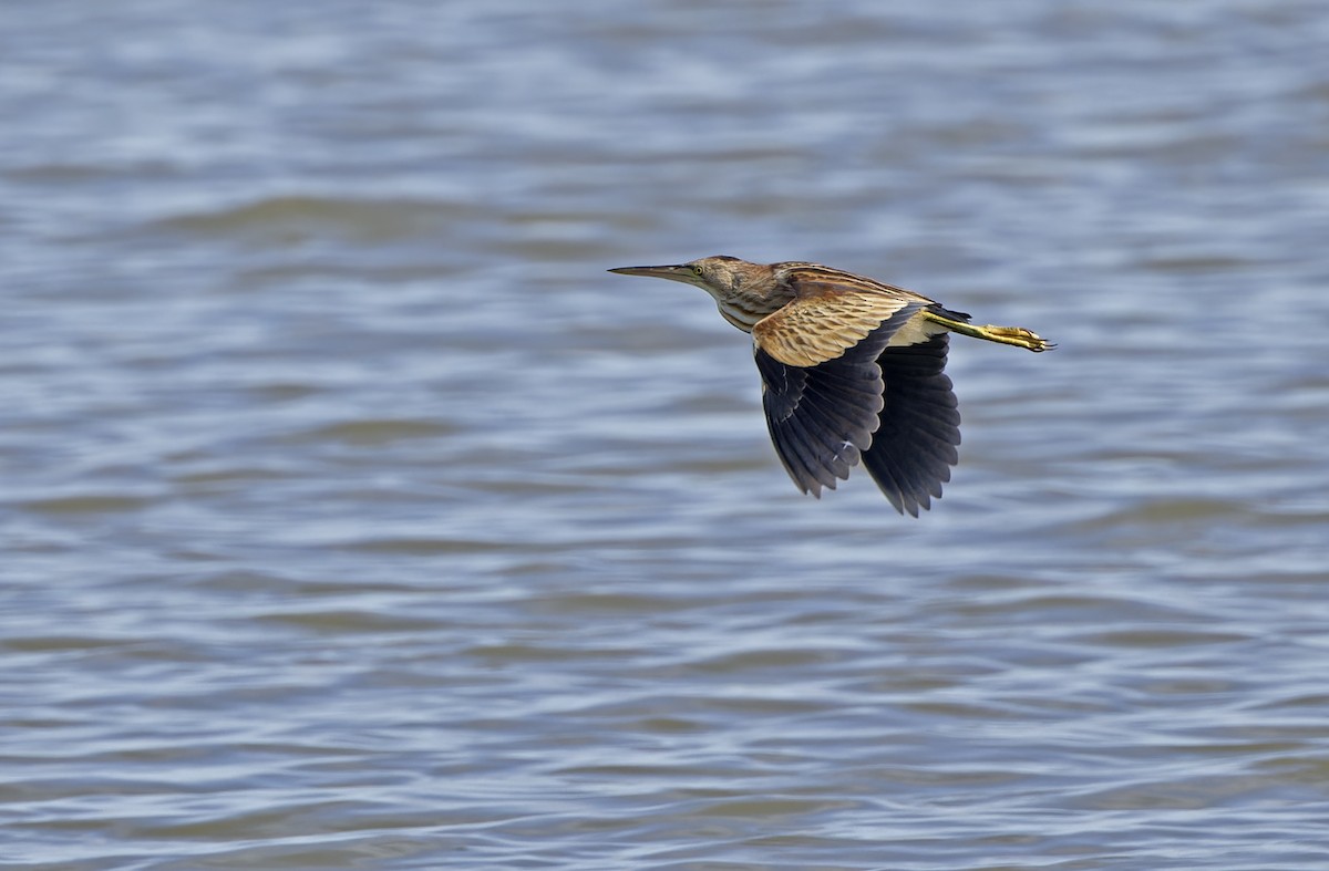 Yellow Bittern - ML647218631