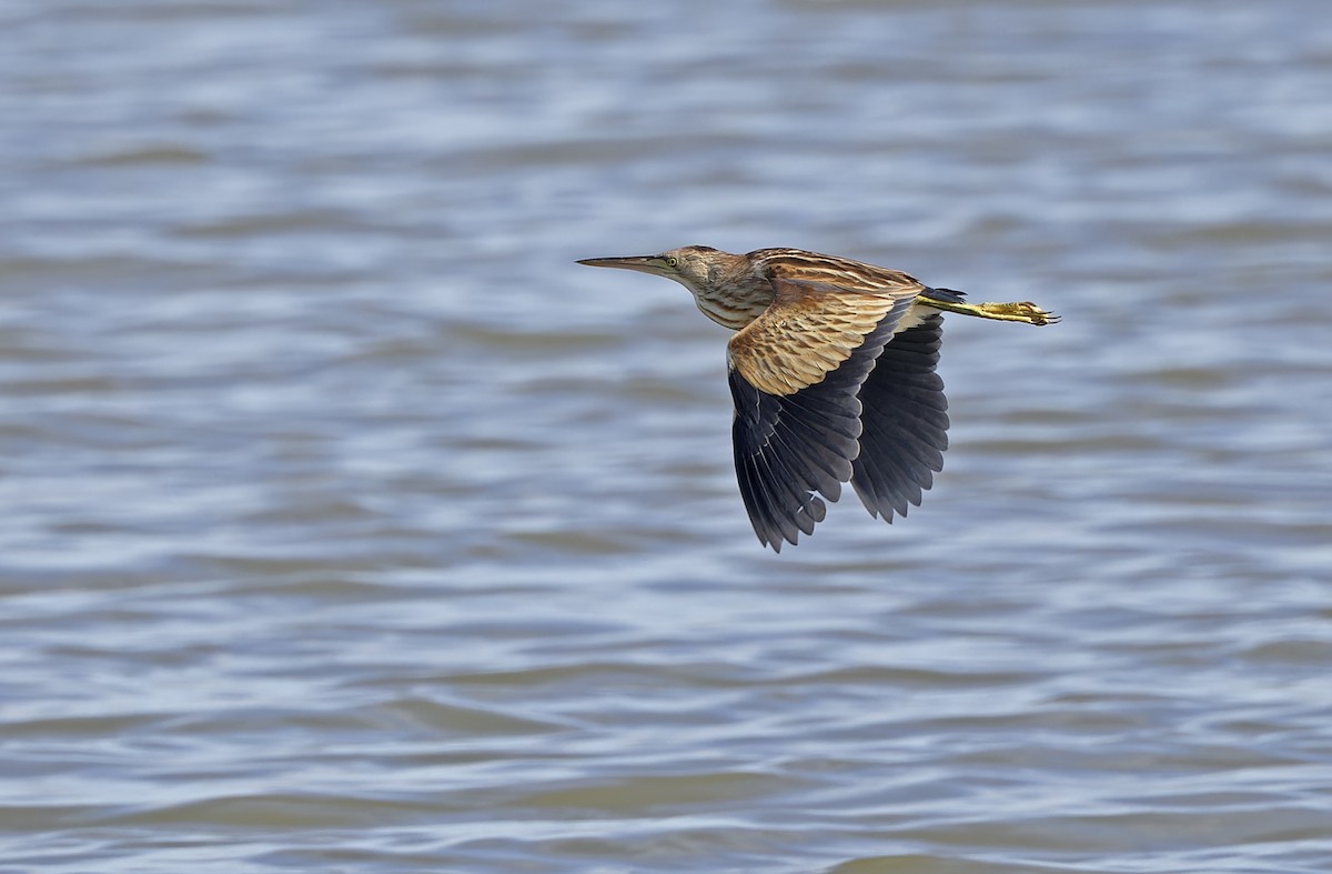 Yellow Bittern - ML647218632