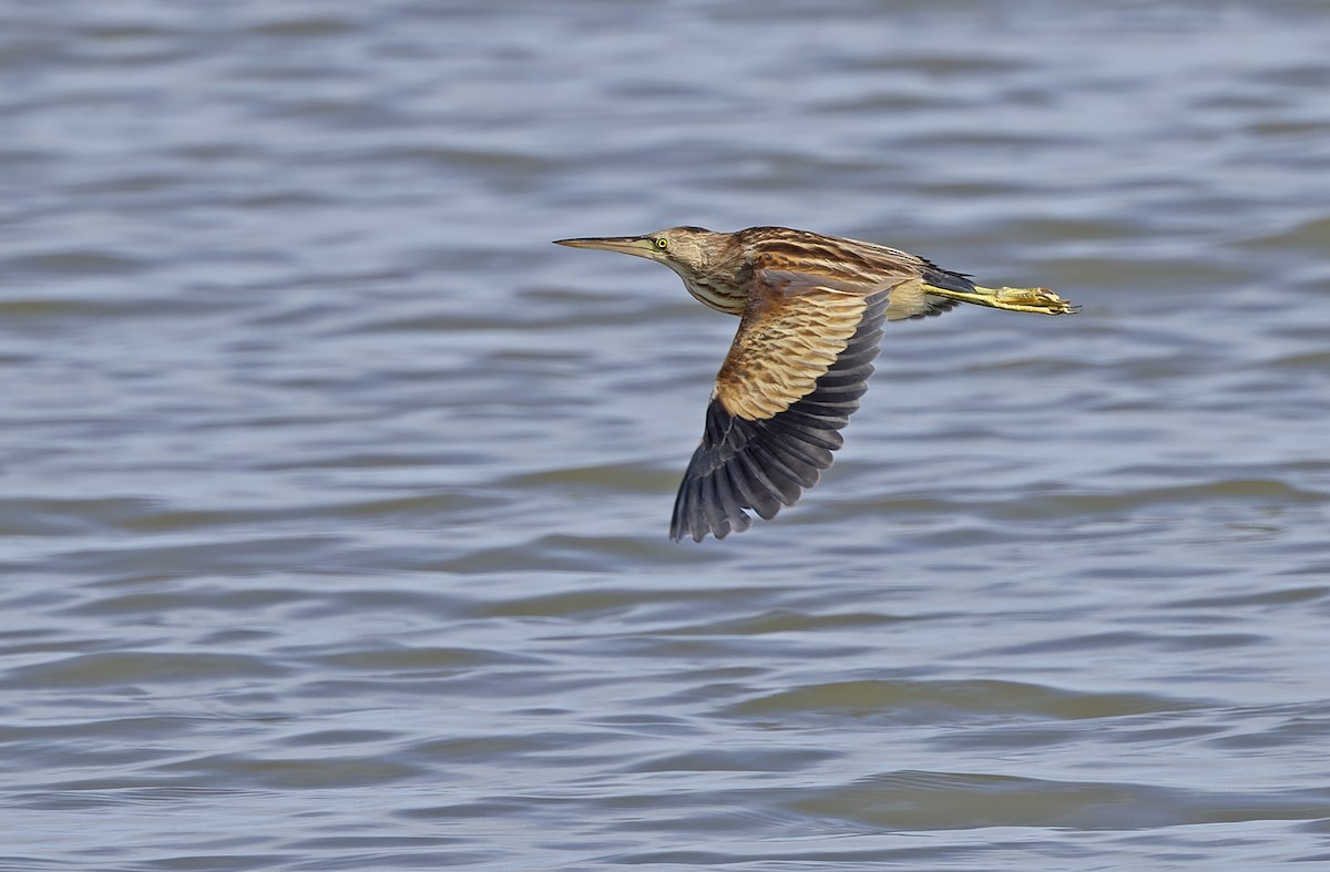 Yellow Bittern - ML647218633