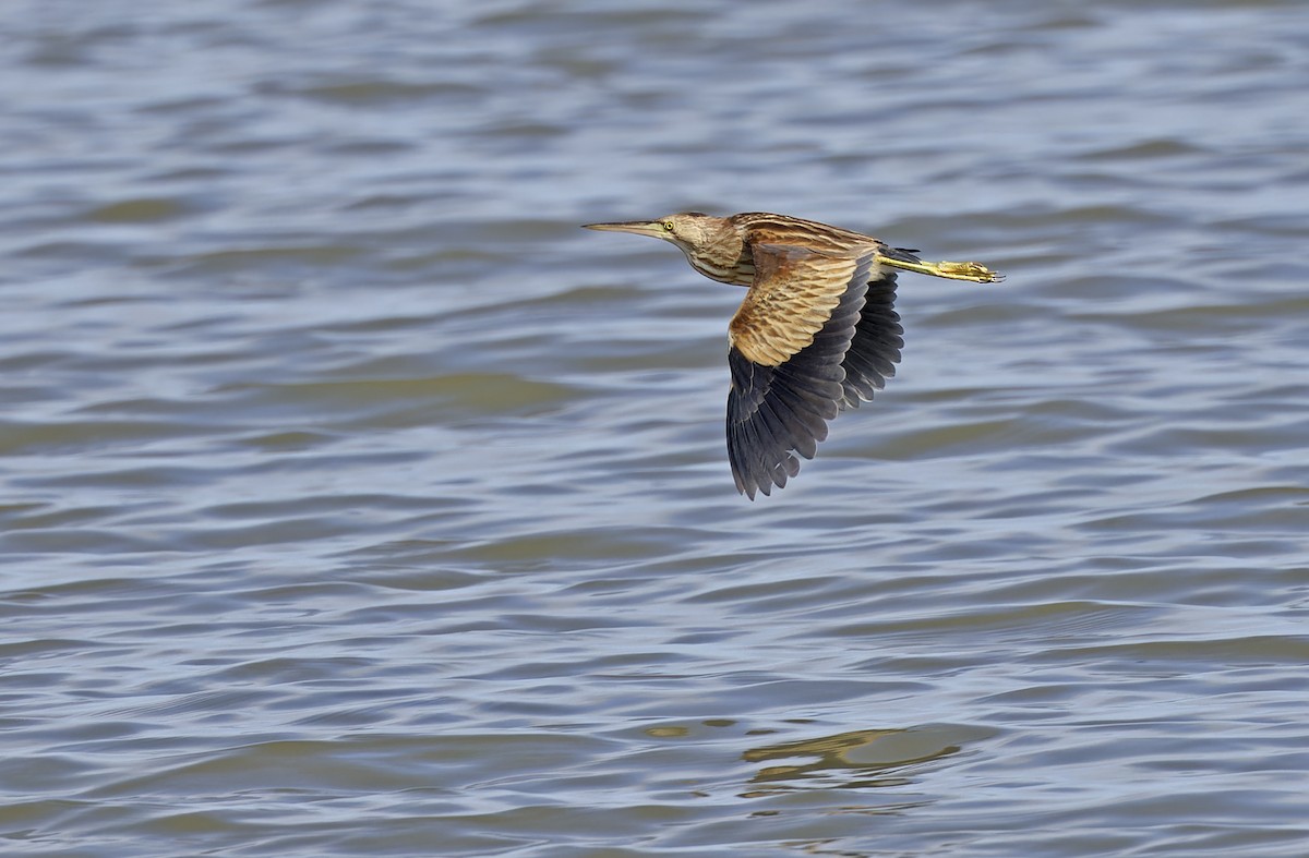 Yellow Bittern - ML647218634