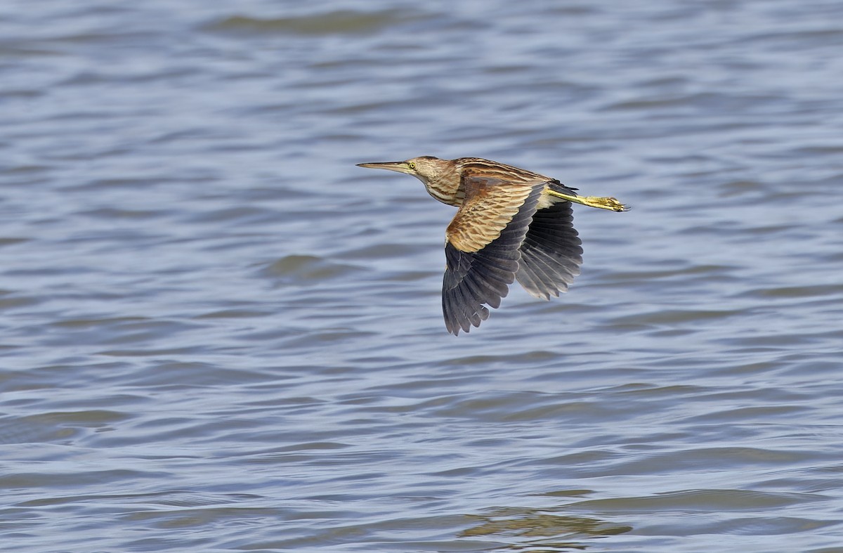 Yellow Bittern - ML647218635