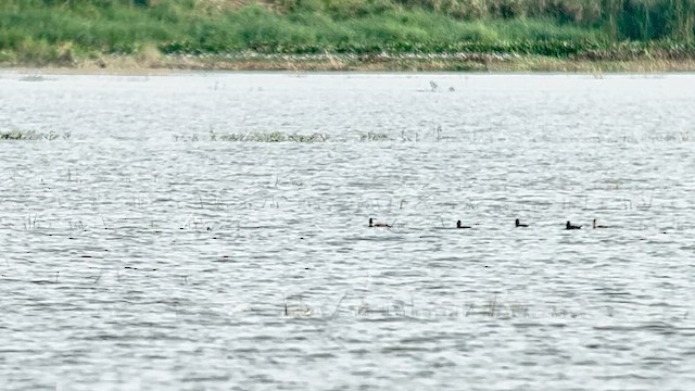 Fuligule nyroca - ML647218644