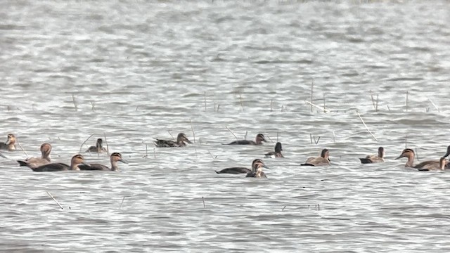 Чернь білоока - ML647218645