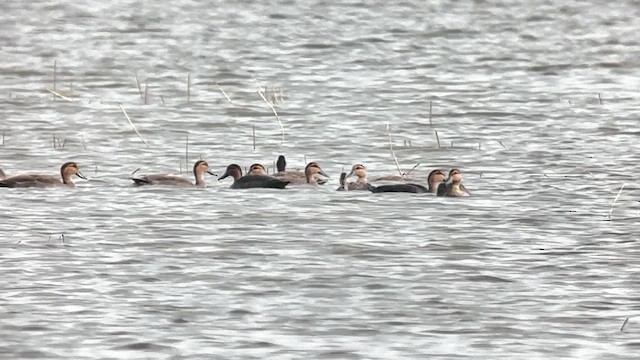 Чернь білоока - ML647218646