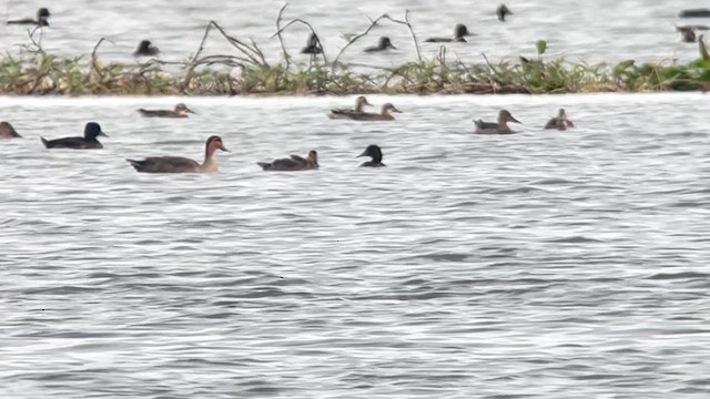 Чернь білоока - ML647218647