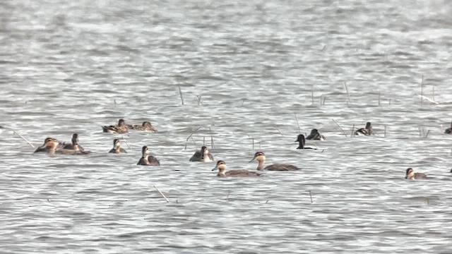 Чернь білоока - ML647218648