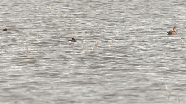 Чернь білоока - ML647218649